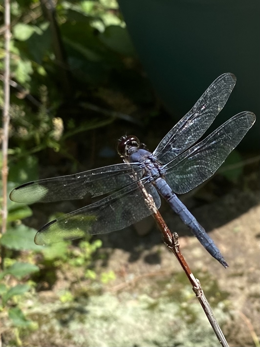 Picture of a dragon fly