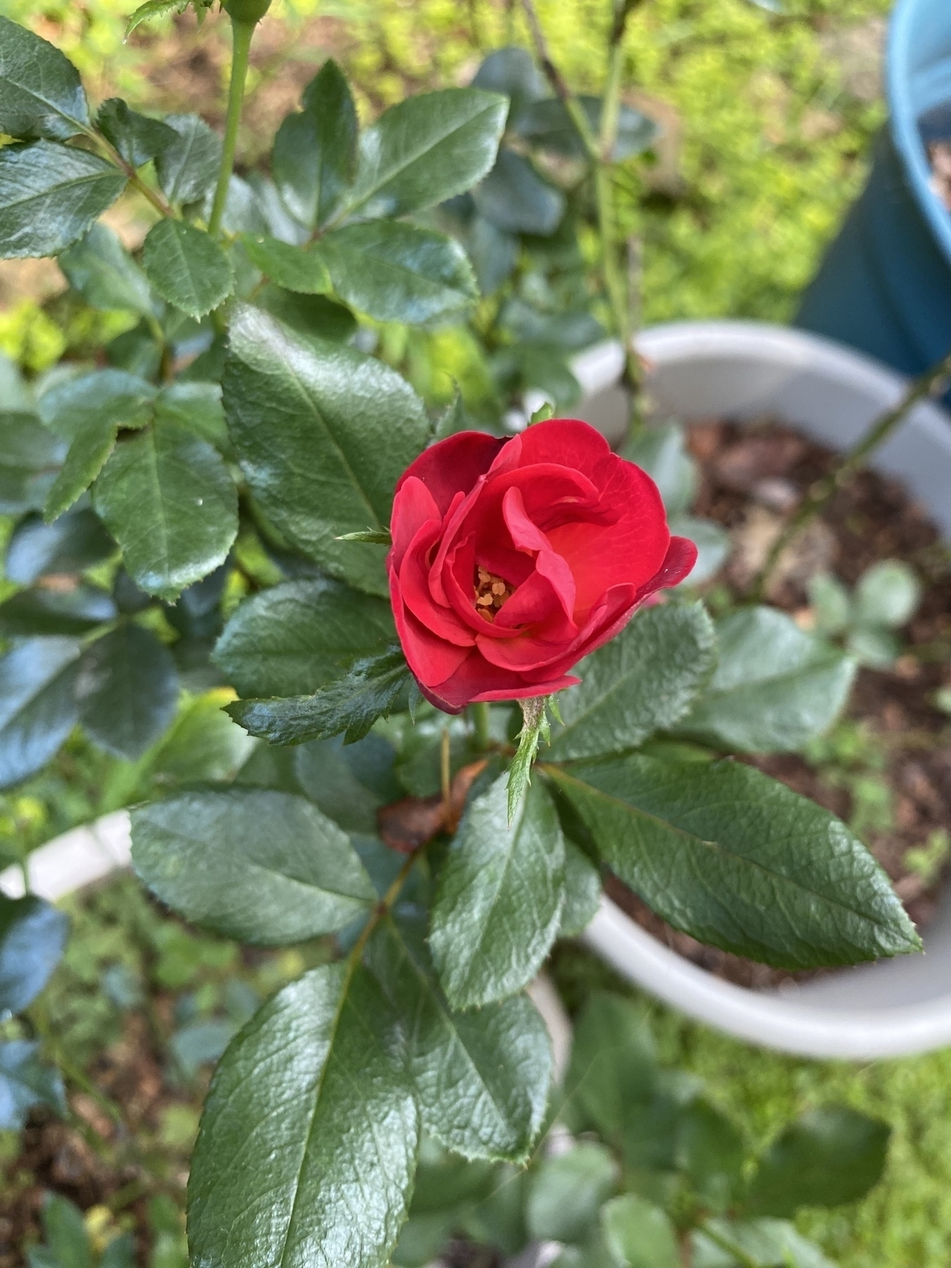 A red mini rose