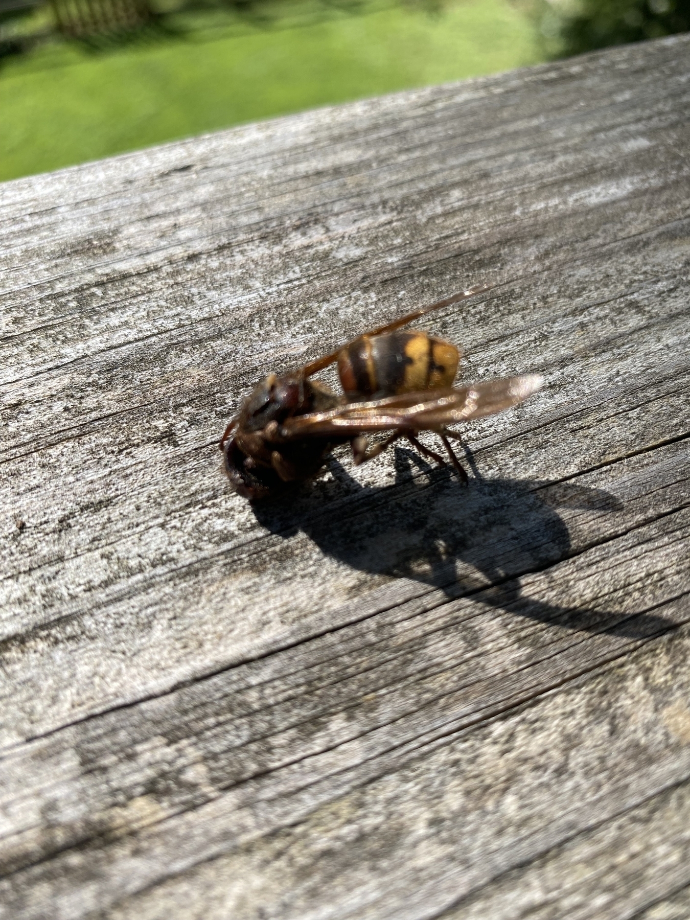 Picture of a yellow and black striped hornet or wasp. Deceased.