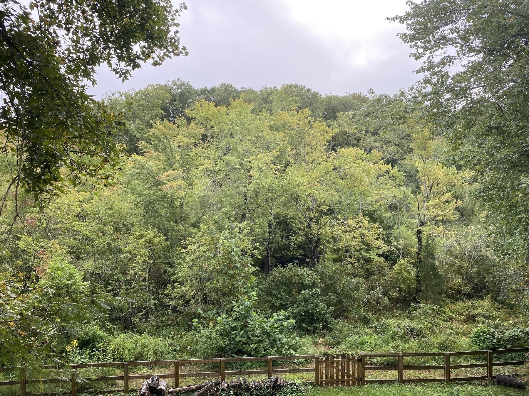 Trees changing color. It’s subtle but it’s there. 