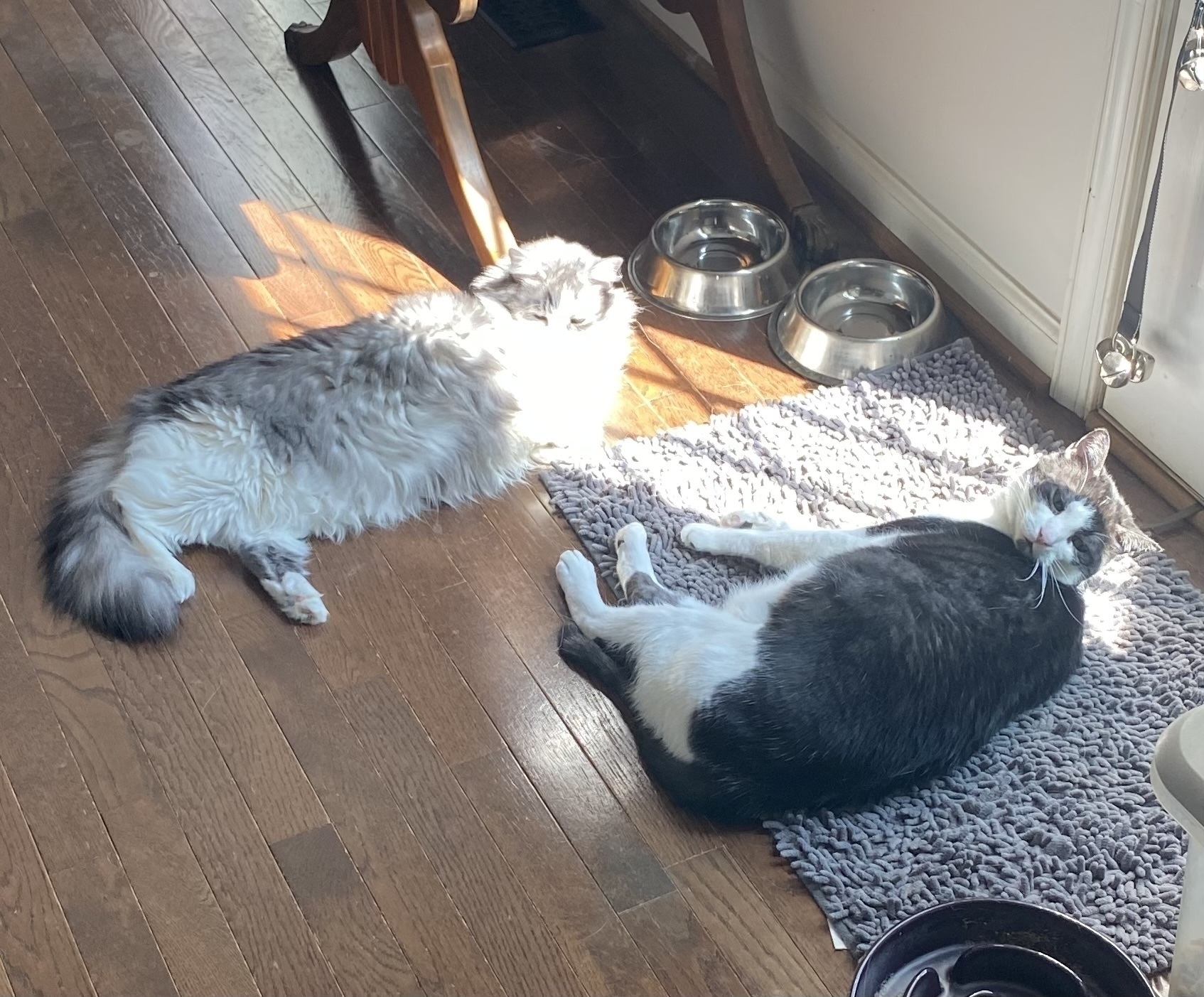 A fluffy gray and white kitty named Priss and a short haired gray and white kitty named Flynn laying in the sun.